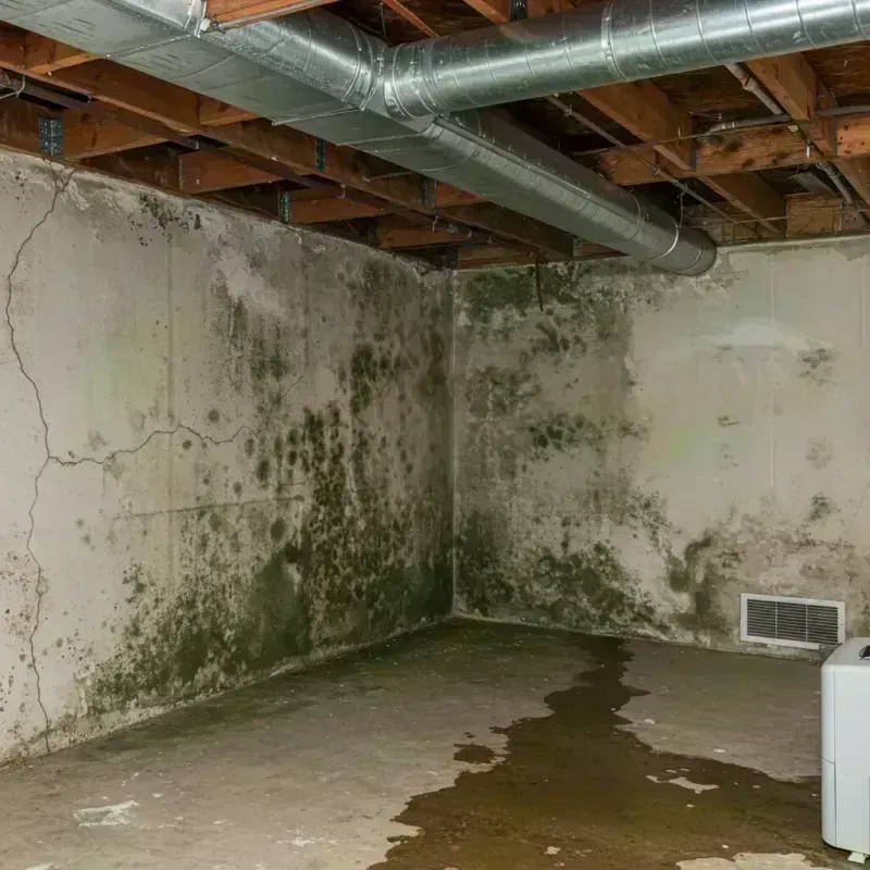 Professional Mold Removal in Belmont Cragin, IL